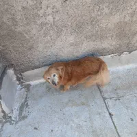 سگ خوب تپل وتمیز