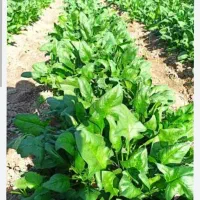 سبزی خورشی وخوردنی بااسفناج|خوردنی و آشامیدنی|جیرفت, |دیوار