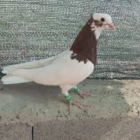 پلاکی و طوق|پرنده|شیراز, رحمت‌آباد|دیوار