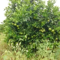 فروش زمین ۱۰۰۰ متری