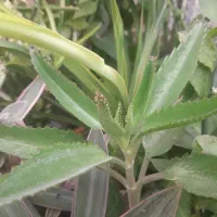 گل اشک تمساح