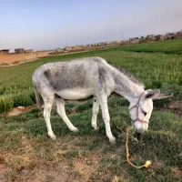 الاغ خر|حیوانات مزرعه|اصفهان, کوی راه حق|دیوار
