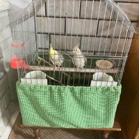 عروس هلندی مولد|پرنده|مبارکه, |دیوار