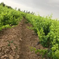 باغ انگور|فروش دفتر صنعتی، کشاورزی، تجاری|خرمدشت, |دیوار