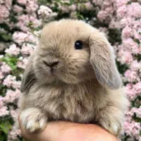 خرگوش لوپ هلندی