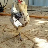 مرغ گلین جَوون