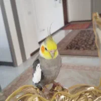 عروس هلندی نر|پرنده|اندیشه, اندیشه فاز ۳|دیوار