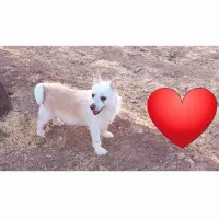 سگ گمشده|حیوانات|تربتحیدریه, آغوی|دیوار