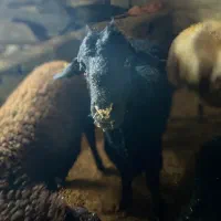 گوسفند بره همو و هترو مال داشتی پایه قوچ