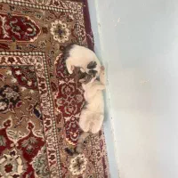 واگذاری رایگان بچه گربه خونگی|گربه|بیرجند, |دیوار