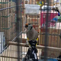 سهره دو هفته قفس داغسر|پرنده|تهران, مشیریه|دیوار