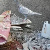 کفتر پرشی