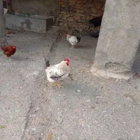 خروس|حیوانات مزرعه|بانه, |دیوار