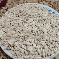تخمک افتاب گردان