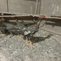 شش عدد لاری