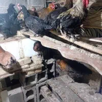 مرغ و خروس محلی اصل کازرون