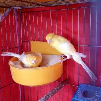 دوجفت قناری مولد