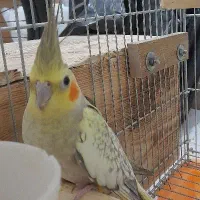 دوتاعروس هلندی ماده