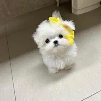 پودل مالتیز عروسکی مینی maltiz|سگ|تهران, امیر بهادر|دیوار