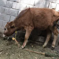 فروش گوساله جرسی ماده