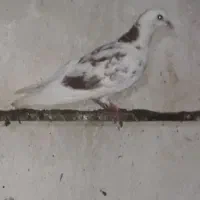 کبوترغریبگیری|پرنده|آمل, |دیوار