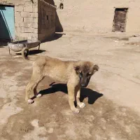 توله سراب ماده|سگ|گل تپه, |دیوار