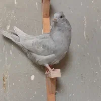 ۳عدد جوجه کله