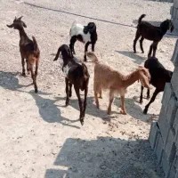 ۷راس کهره