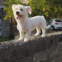 سگ پاکوتاه خوب قیمت دو ۵۰۰