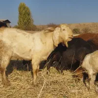 بز نر پاکستانی