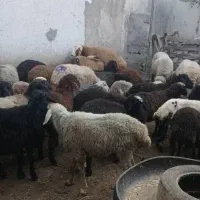 بره گوسفند چاق نروماده|حیوانات مزرعه|بابکان, |دیوار