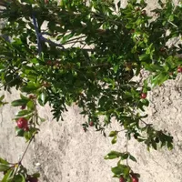 زمین باغی در خاتون اباد|فروش زمین و ملک کلنگی|اصفهان, خاتون‌آباد|دیوار