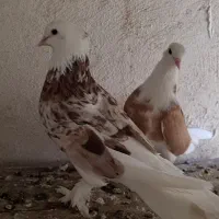 کبوتر و شازده فقط یجایی آخرش