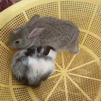 بچه خرگوش|موش و خرگوش|خمک, |دیوار