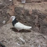 پنج تا طوقی با سه تا آلمانی|پرنده|سبزوار, شرق کال عیدگاه|دیوار