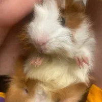 خوکچه هندی|موش و خرگوش|مشهد, احمدآباد|دیوار