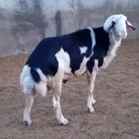 بره قوچ پلنگی خال سیاه و پوست گاوی|حیوانات مزرعه|بروجرد, |دیوار