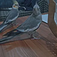 عروس هلندی جفت|پرنده|اشتهارد, |دیوار