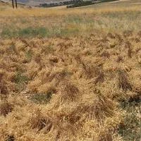سر کارگر کشاورزی کار