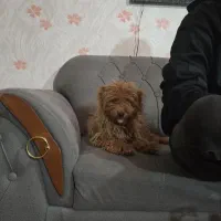 پودل|سگ|کرج, کوی مهر|دیوار