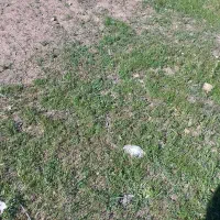 زمین کشاورزی در روستای قرعلیوند برای اجاره