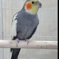 عروس هلندی