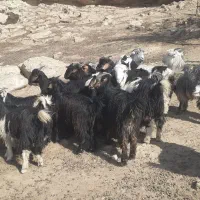 بیگ یک ساله نمونه داشتی|حیوانات مزرعه|لالی, |دیوار