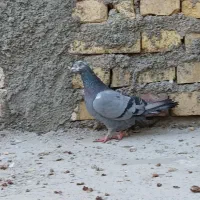 سرور|پرنده|یزد, |دیوار