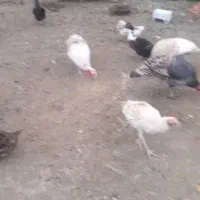 بوقلمون و غاز|حیوانات مزرعه|سیاهکل, |دیوار