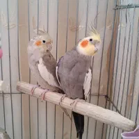عروس هلندی نر و ماده|پرنده|تبریز, |دیوار