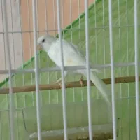 سه تا قناری ماده اماده اماده فروش فوری تا فردا|پرنده|سبزوار, توحیدشهر|دیوار