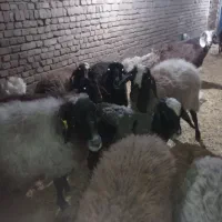 12عدد 3 عددبز یک عدد تکه پاکستانی و8عدد گوسفند|حیوانات مزرعه|بوئین زهرا, |دیوار