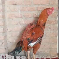 تخم مرغ لاری نطفه دار|حیوانات مزرعه|اقبالیه, |دیوار