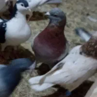 کفتر کبوتر پلاکی دورگ  المانی